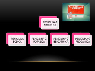 PENICILINAS
                       NATURLES



PENICILINA   PENICILINA G     PENICILINA G   PENICILINA G
 SODICA       POTASICA        BENZATINICA    PROCAINICA
 