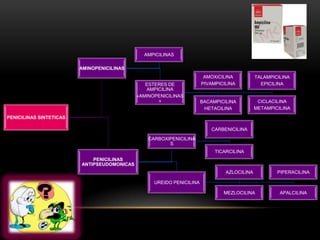 AMPICILINAS

                         AMINOPENICILINAS
                                                                        AMOXiCILINA          TALAMPICILINA
                                                ESTERES DE             PIVAMPICILINA           EPICILINA
                                                AMPICILINA
                                             «AMINOPENICILINAS
                                                    »                  BACAMPICILINA          CICLACILINA
                                                                        HETACILINA           METAMPICILINA
PENICILINAS SINTETICAS

                                                                           CARBENICILINA

                                                 CARBOXIPENICILINA
                                                        S
                                                                            TICARCILINA
                             PENICILINAS
                         ANTIPSEUDOMONICAS
                                                                                AZLOCILINA           PIPERACILINA

                                                   UREIDO PENICILINA

                                                                               MEZLOCILINA            APALCILINA
 