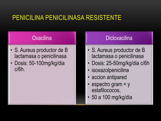 PENICILINA PENICILINASA RESISTENTE

         Oxacilina                   Dicloxacilina

• S. Aureus productor de B   • S. Aureus productor de B
  lactamasa o penicilinasa     lactamasa o penicilinasa
• Dosis: 50-100mg/kg/dia     • Dosis: 25-50mg/kg/dia c/6h
  c/6h.                      • isoxazolpenicilina
                             • accion antipared
                             • espectro gram + y
                               estafilococos,
                             • 50 a 100 mg/kg/dia
 