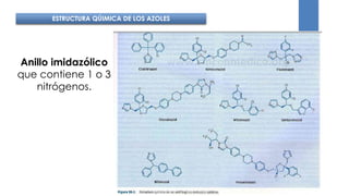 ESTRUCTURA QÚIMICA DE LOS AZOLES
Anillo imidazólico
que contiene 1 o 3
nitrógenos.
 