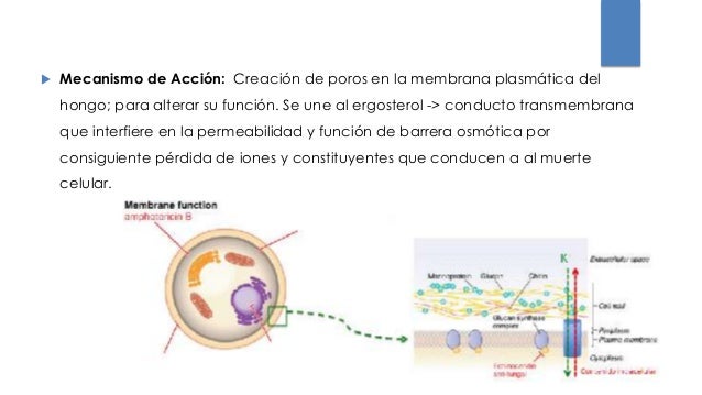 5 Fluorocitosina Mecanismo De Accion