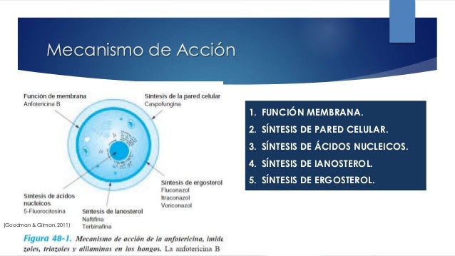 Antimicóticos Antimicóticos