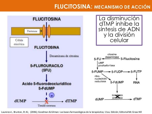 5 Fluorocitosina Mecanismo De Accion