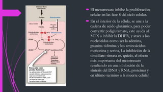  El metotrexato inhibe la proliferación
celular en las fase S del ciclo celular.
 En el interior de la célula, se une a la
cadena de acido glutámico, para poder
convertir poliglutamato, este ayuda al
MTX a inhibir la DHFR, y ataca a los
nucleótidos como ser la adenina,
guanina tidimina y los aminoácidos
metionina y serina, La inhibición de la
timidilato-sintasa es, quizás, el efecto
más importante del metotrexato
resultando en una inhibición de la
síntesis del DNA y RNA, proteínas y
en ultimo termino a la muerte celular
 