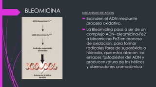 BLEOMICINA MECANISMO DE ACION
 Escinden el ADN mediante
proceso oxidativo.
 La Bleomicina pasa a ser de un
complejo ADN- bleomicina-Fe2
a bleomicina-Fe3 en proceso
de oxidación, para formar
radicales libres de superóxido o
hidroxilo, que estos atacan los
enlaces fosfodiéster del ADN y
producen rotura de las hélices
y aberraciones cromosómica
 