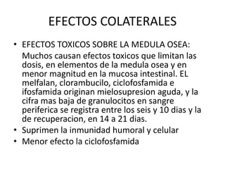 EFECTOS COLATERALES
• EFECTOS TOXICOS SOBRE LA MEDULA OSEA:
Muchos causan efectos toxicos que limitan las
dosis, en elementos de la medula osea y en
menor magnitud en la mucosa intestinal. EL
melfalan, clorambucilo, ciclofosfamida e
ifosfamida originan mielosupresion aguda, y la
cifra mas baja de granulocitos en sangre
periferica se registra entre los seis y 10 dias y la
de recuperacion, en 14 a 21 dias.
• Suprimen la inmunidad humoral y celular
• Menor efecto la ciclofosfamida
 