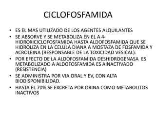 CICLOFOSFAMIDA
• ES EL MAS UTILIZADO DE LOS AGENTES ALQUILANTES
• SE ABSORVE Y SE METABOLIZA EN EL A 4-
HIDROXICICLOFOSFAMIDA HASTA ALDOFOSFAMIDA QUE SE
HIDROLIZA EN LA CELULA DIANA A MOSTAZA DE FOSFAMIDA Y
ACROLEINA (RESPONSABLE DE LA TOXICIDAD VESICAL).
• POR EFECTO DE LA ALDOFOSFAMIDA DESHIDROGENASA ES
METABOLIZADO A ALDOFOSFAMIDA ES AINACTIVADO
(RESISTENCIA)
• SE ADMINISTRA POR VIA ORAL Y EV, CON ALTA
BIODISPONIBILIDAD.
• HASTA EL 70% SE EXCRETA POR ORINA COMO METABOLITOS
INACTIVOS
 