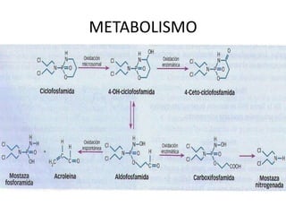 METABOLISMO
 