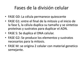 Fases de la división celular
• FASE G0: La célula permanece quiescente
• FASE G1: entre el final de la mitosis y el inicio de
la fase S, la célula duplica su tamaño y se sintetiza
proteínas y sustratos para duplicar el ADN.
• FASE S: Se duplica el DNA celular.
• FASE G2: Se produce los elementos y sustratos
necesarios para la mitosis.
• FASE M: se origina 2 celular con material genetico
semejante.
 