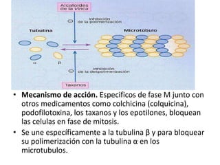 • Mecanismo de acción. Especificos de fase M junto con
otros medicamentos como colchicina (colquicina),
podofilotoxina, los taxanos y los epotilones, bloquean
las celulas en fase de mitosis.
• Se une específicamente a la tubulina β y para bloquear
su polimerización con la tubulina α en los
microtubulos.
 
