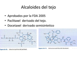 Alcaloides del tejo
• Aprobados por la FDA 2005
• Paclitaxel derivado del tejo.
• Docetaxel derivado semisintetico
 