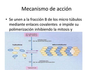 Mecanismo de acción
• Se unen a la fracción B de los micro túbulos
mediante enlaces covalentes e impide su
polimerización inhibiendo la mitosis y
destruyendo la célula.
 