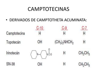 CAMPTOTECINAS
• DERIVADOS DE CAMPTOTHETA ACUMINATA:
 
