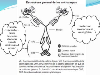 Involucra el
reconocimient
o antigénico
Fracción
cristalizable –
media
funciones
efectoras
como la
citotoxicidad
celular
 