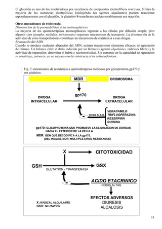 El glutatión es uno de los inactivadores por excelencia de compuestos electrofílicos reactivos. Si bien la
mayoría de las sustancias electrofílicas (incluyendo los agentes alquilantes) pueden reaccionar
espontáneamente con el glutatión, la glutatión-S-transferasa acelera notablemente esa reacción.

Otros mecanismos de resistencia
Disminución de la permeabilidad a los antineoplásicos
La mayoría de los quimioterápicos antineoplásicos ingresan a las células por difusión simple, pero
algunos (por ejemplo: melfalán, metotrexato) requieren mecanismos de transporte. La disminución de la
actividad de estos transportadores constituye un mecanismo de resistencia a esas drogas.
Reparación del ADN
Cuando se produce cualquier alteración del ADN, existen mecanismos altamente eficaces de reparación
del mismo. Un balance entre el daño inducido por un fármaco (agentes alquilantes, radicales libres) y la
actividad de reparación, determina si habrá o nocitotoxicidad. Un aumento en la capacidad de reparación
se constituye, entonces, en un mecanismo de resistencia a los antineoplásicos.

        ESQUEMA 3
      DOS7: mecanismos deDE RESISTENCIA A QUIMIOTERAPICOS ANTINEOPLASICOS
      Fig. MECANISMOS resistencia a quimiotérapicos mediados por glicoproteína gp170 y
      por glutátion.

                                            MDR                        CROMOSOMA



                                             gp170
               DROGA                                                    DROGA
           INTRACELULAR                                              EXTRACELULAR

                                                                     VERAPAMILO

                                                  -    DOSIS ALTAS   TRIFLUOPERAZINA
                                                                     RESERPINA
                                                                     QUININA
               gp170: GLICOPROTEINA QUE PROMUEVE LA ELIMINACION DE DORGAS
                       HACIA EL EXTERIOR DE LA CELULA
                MDR: GEN QUE DECODIFICA A LA gp170.
                     (DEL INGLES, MDR: MULTIPLE DRUG RESISTANCE)



                                    X                        CITOTOXICIDAD

            GSH                                              GSX
                       GLUTATION - TRANSFERASA


                                                         ACIDO ETACRINICO
                                     -                           DOSIS ALTAS



                                                         EFECTOS ADVERSOS
                X: RADICAL ALQUILANTE                         DIURESIS
                GSH: GLUTATION
                                                             ALCALOSIS

                                                                                                       11
 