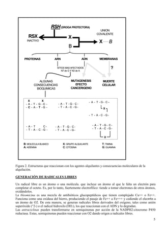 ESQUEMA 6
                        ALQUILACION Y SUS CONSECUENCIAS


                           RSH (DROGA PROTECTORA)
                                                                 UNION
                                                               COVALENTE
         RSX                            X
        INACTIVO
                                                                 X         B
                                         B

      PROTEINAS               ARN                  ADN           MEMBRANAS

                                SITIOS MAS AFECTADOS                       ?
                                    N7 de G Y N3 de A



                  ALGUNAS                 MUTAGENESIS              MUERTE
              CONSECUENCIAS                 EFECTO                 CELULAR
                BIOQUIMICAS               CANCERIGENO



          X         X                                     - A - T -G- C–
        - A - T - G -C -        - A - T -G- C-
        - C - A - T -G -        - T - A -C -G-
                                                                     X

                                                          - T - A -C -G-



        - A - T      C-                                     - A - T - G- C-
                              - A - T -G- C-
        - T - A - C -G -                                    - T - A -C -G-
                              - T - A -C -G-

                                                                     X

      B: MOLECULA BLANCO            X: GRUPO ALQUILANTE            T: TIMINA
      A: ADENINA                    C: CITOSINA                    G: GUANINA




Figura 2. Estructuras que reaccionan con los agentes alquilantes y consecuencias moleculares de la
alquilación.

GENERACIÓN DE RADICALES LIBRES

Un radical libre es un átomo o una molécula. que incluye un átomo al que le falta un electrón para
completar el octeto. Es, por lo tanto, fuertemente electrofílico: tiende a tomar electrones de otros átomos,
oxidándolos.
La bleomicina es una mezcla de antibióticos glucopeptídicos que tienen complejado Cu++ o Fe++.
Funciona como una oxidasa del hierro, produciendo el pasaje de Fe++ a Fe+++ y cediendo el electr6n a
un átomo de O2. De esta manera, se generan radicales libres derivados del oxígeno, tales como anión
superóxido (°2-) o el radical hidroxilo (HO.), los que reaccionan con el ADN y lo degradan.
Las antraciclinas pueden transformarse en semiquinonas por acción de la NADPH2:citocromo P450
reductasa. Estas, semiquinonas pueden reaccionar con O2 dando origen a radicales libres.
                                                                                                          5
 