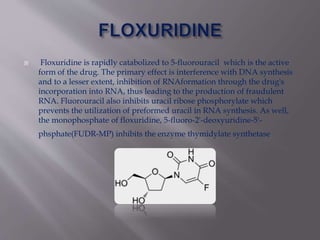  Floxuridine is rapidly catabolized to 5-fluorouracil which is the active
form of the drug. The primary effect is interference with DNA synthesis
and to a lesser extent, inhibition of RNAformation through the drug's
incorporation into RNA, thus leading to the production of fraudulent
RNA. Fluorouracil also inhibits uracil ribose phosphorylate which
prevents the utilization of preformed uracil in RNA synthesis. As well,
the monophosphate of floxuridine, 5-fluoro-2'-deoxyuridine-5'-
phsphate(FUDR-MP) inhibits the enzyme thymidylate synthetase
 