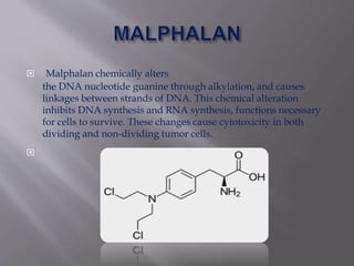  Malphalan chemically alters
the DNA nucleotide guanine through alkylation, and causes
linkages between strands of DNA. This chemical alteration
inhibits DNA synthesis and RNA synthesis, functions necessary
for cells to survive. These changes cause cytotoxicity in both
dividing and non-dividing tumor cells.

 