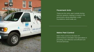 Ant infestations PPT