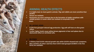 ANIMAL HEALTH EFFECTS
? It is highly toxic to mono gastric animals. Pigs and rabbits are more sensitive than
poultry.
? Horses are resistant.
? Ruminants are more resistant due to the formation of stable complexes with
soluble protein in rumen which are resistant to enzymatic break
down.
? IN LAYING HENS
? 0.15% free gossypol reduced egg production. Egg yolk will have an olive green
colour.
? Further higher levels cause yellow brown pigments in liver and spleen due to
destructive effect on red blood cells.
? IN PIGS
? A dietary level 0.01% reduced growth rate while 0.015% showed toxic symptoms.
? New varieties of cotton seed less than 0.01% total gossypol (0.002% in the free
form) are available.
 