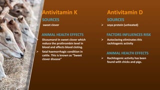 Antivitamin K
SOURCES
? sweet clover
ANIMAL HEALTH EFFECTS
? Dicoumarol in sweet clover which
reduce the prothrombin level in
blood and affects blood cloting.
? fatal haemorrhagic condition in
cattle. This is known as Sweet
clover disease
Antivitamin D
SOURCES
? soya protein (unheated)
FACTORS INFLUENCES RISK
? Autoclaving eliminates this
rachitogenic activity
ANIMAL HEALTH EFFECTS
? Rachitogenic activity has been
found with chicks and pigs.
 