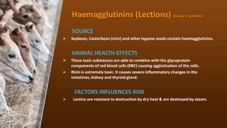 Haemagglutinins (Lections) (Group 1: proteins)
SOURCE
? Soybean, Castorbean (ricin) and other legume seeds contain haemagglutinins.
ANIMAL HEALTH EFFECTS
? These toxic substances are able to combine with the glycoprotein
components of red blood cells (RBC) causing agglutination of the cells.
? Ricin is extremely toxic. It causes severe inflammatory changes in the
intestines, kidney and thyroid gland.
FACTORS INFLUENCES RISK
? Lectins are resistant to destruction by dry heat & are destroyed by steam.
 