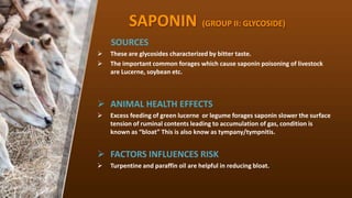 SAPONIN (GROUP II: GLYCOSIDE)
SOURCES
? These are glycosides characterized by bitter taste.
? The important common forages which cause saponin poisoning of livestock
are Lucerne, soybean etc.
? ANIMAL HEALTH EFFECTS
? Excess feeding of green lucerne or legume forages saponin slower the surface
tension of ruminal contents leading to accumulation of gas, condition is
known as bloat This is also know as tympany/tympnitis.
? FACTORS INFLUENCES RISK
? Turpentine and paraffin oil are helpful in reducing bloat.
 