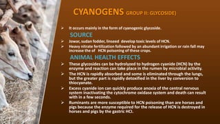 CYANOGENS GROUP II: GLYCOSIDE)
? It occurs mainly in the form of cyanogenic glycoside.
SOURCE
? Jowar, sudan fodder, linseed develop toxic levels of HCN.
? Heavy nitrate fertilization followed by an abundant irrigation or rain fall may
increase the of HCN poisoning of these crops.
ANIMAL HEALTH EFFECTS
? These glycosides can be hydrolyzed to hydrogen cyanide (HCN) by the
enzyme and reaction can take place in the rumen by microbial activity.
? The HCN is rapidly absorbed and some is eliminated through the lungs,
but the greater part is rapidly detoxified in the liver by conversion to
thiocyanate.
? Excess cyanide ion can quickly produce anoxia of the central nervous
system inactivating the cytochrome oxidase system and death can result
with in a few seconds.
? Ruminants are more susceptible to HCN poisoning than are horses and
pigs because the enzyme required for the release of HCN is destroyed in
horses and pigs by the gastric HCI.
 