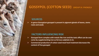 GOSSYPOL (COTTON SEED) GROUP III: PHENOLS
SOURCES
? In genus Gossypium gossypol is present in pigment glands of leaves, stems
roots and seeds
FACTORS INFLUENCING RISK
? Gossypol form complex with metals like iron and the toxic effect can be over
come by supplementing iron as ferrous sulphate (1:1).
? Commercial production of cotton seed meal heat treatment decreases the
content of free gossypol
 
