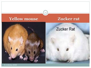 Yellow mouse Zucker rat
Dr A.Sirisha, KIMS
14
 