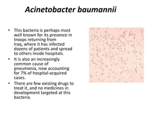 AcinetobacterbaumanniiThis bacteria is perhaps most well known for its presence in troops returning from Iraq, where it has infected dozens of patients and spread to others inside hospitals. It is also an increasingly common cause of pneumonia, now accounting for 7% of hospital-acquired cases. There are few existing drugs to treat it, and no medicines in development targeted at this bacteria.