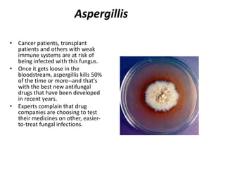 AspergillisCancer patients, transplant patients and others with weak immune systems are at risk of being infected with this fungus. Once it gets loose in the bloodstream, aspergillis kills 50% of the time or more--and that's with the best new antifungal drugs that have been developed in recent years. Experts complain that drug companies are choosing to test their medicines on other, easier-to-treat fungal infections.