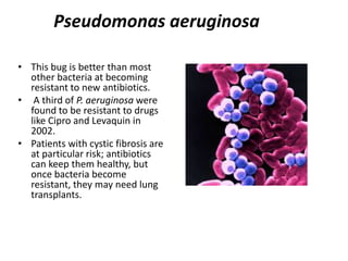 Pseudomonas aeruginosaThis bug is better than most other bacteria at becoming resistant to new antibiotics. A third of P. aeruginosa were found to be resistant to drugs like Cipro and Levaquin in 2002. Patients with cystic fibrosis are at particular risk; antibiotics can keep them healthy, but once bacteria become resistant, they may need lung transplants. 