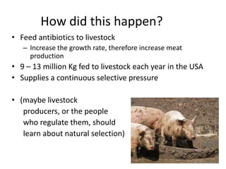 How did this happen?Feed antibiotics to livestockIncrease the growth rate, therefore increase meat production9 – 13 million Kg fed to livestock each year in the USASupplies a continuous selective pressure(maybe livestock      producers, or the people      who regulate them, should      learn about natural selection)