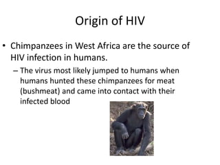Origin of HIVChimpanzees in West Africa are the source of HIV infection in humans. The virus most likely jumped to humans when humans hunted these chimpanzees for meat (bushmeat) and came into contact with their infected blood