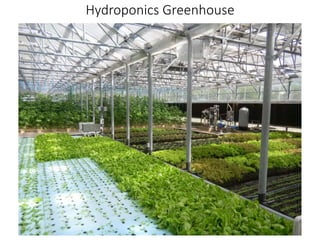 Hydroponics Greenhouse
 