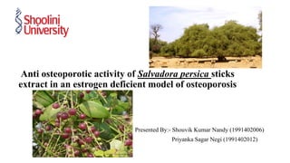 Anti osteoporotic activity of Salvadora persica sticks
extract in an estrogen deficient model of osteoporosis
Presented By:- Shouvik Kumar Nandy (1991402006)
Priyanka Sagar Negi (1991402012)
 