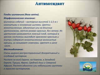 АнтиоксидантАнтиоксидант
Плоды шиповника (Rosa canina).
Морфологическое описание:
Шиповник собачий – кустарник высотой 1-2,5 м с
изогнутыми к основанию шипами. Цветки
многочисленные, одиночные или на длинных
цветоножках, светло-розово-красные, без запаха. Из
цветоложа развивается ложный плод, который в
зрелом состоянии выглядит оранжево-красным и
внутри содержит многочисленные волосистые
орешки, их называют семенами. Цветет в июне
-июле.
Местообитание:
Очень широко распространенный декоративный и
плодовый кустарник.
Растет по всей Европе, на Кавказе, в Западной
Европе, Турции, Иране, Средней Азии и Северной
Африке. Растет одиночно или небольшими группами
в зарослях кустарников.
 