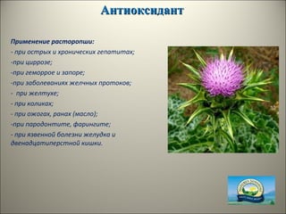 АнтиоксидантАнтиоксидант
Применение расторопши:
- при острых и хронических гепатитах;
-при циррозе;
-при геморрое и запоре;
-при заболеваниях желчных протоков;
- при желтухе;
- при коликах;
- при ожогах, ранах (масло);
-при пародонтите, фарингите;
- при язвенной болезни желудка и
двенадцатиперстной кишки.
 