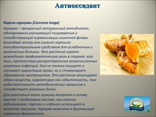АнтиоксидантАнтиоксидант
Корень куркумы (Curcuma longa)
Куркума – прекрасный натуральный антибиотик,
одновременно улучшающий пищеварение и
способствующий нормализации кишечной флоры.
Благодаря этому она служит хорошим
антибактериальным средством для ослабленных и
хронических больных. Это растение играет
важнейшую профилактическую роль в странах юга
Азии, препятствуя распространению многочисленных
кишечных инфекций. Она не только очищает и
улучшает циркуляцию крови, но и стимулирует
образование эритроцитов. Это растение регулирует
обмен веществ, корректируя как избыточность, так
недостаточность метаболических процессов и
способствует усвоению белка.
Для укрепления волос куркуму втирают в голову
вместе с сандаловым маслом, при кожных
заболеваниях, порезах и ссадинах используют в
качестве присыпки. Куркума включена в Британскую
травяную фармакопею.
 