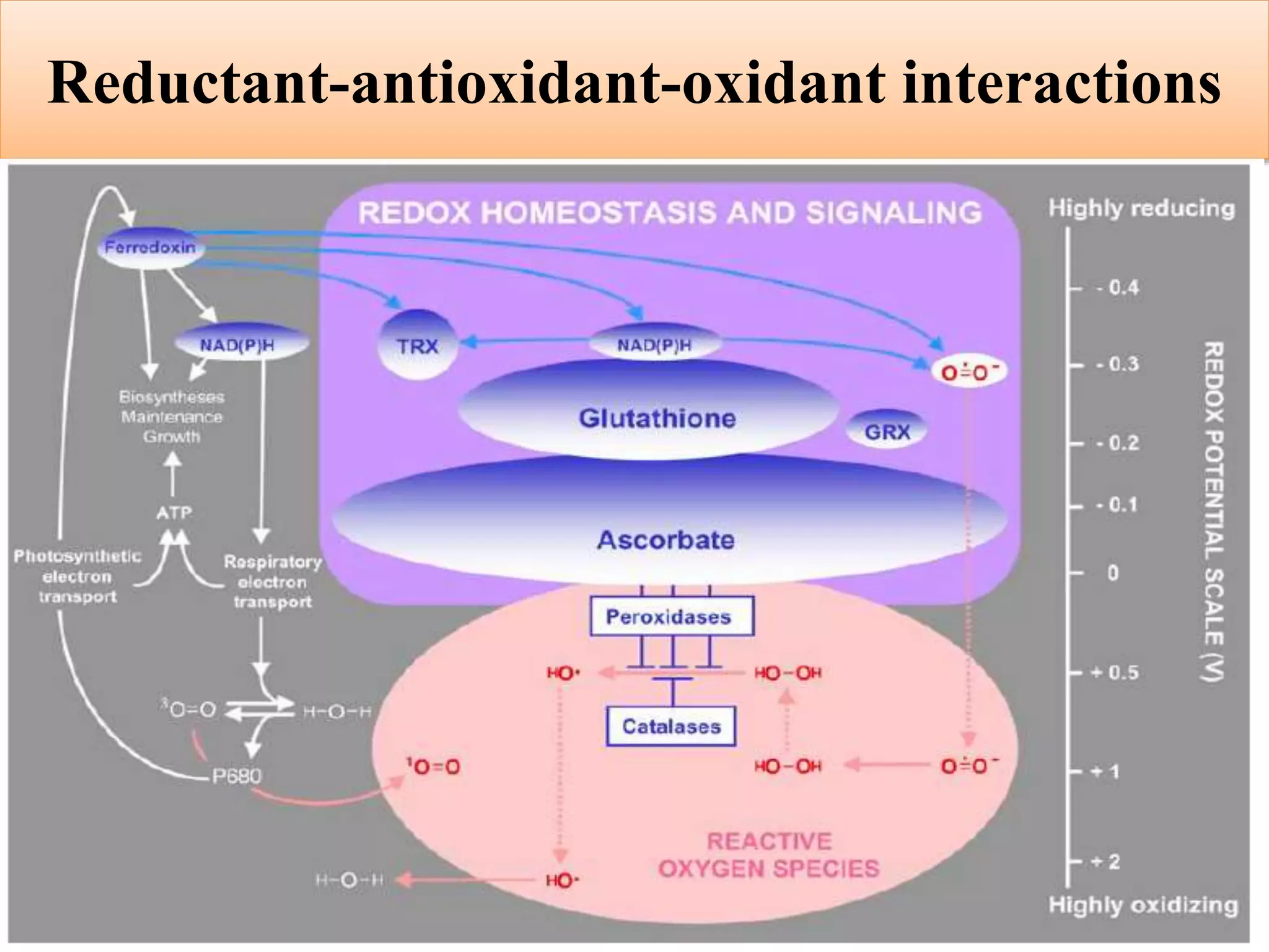Antioxidant enzymes | PPTX