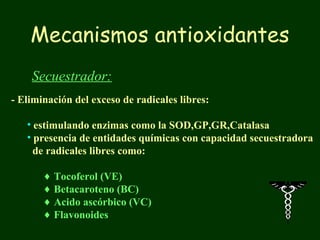 Mecanismos antioxidantes
    Secuestrador:
- Eliminación del exceso de radicales libres:

   • estimulando enzimas como la SOD,GP,GR,Catalasa
   • presencia de entidades químicas con capacidad secuestradora
     de radicales libres como:

       ♦ Tocoferol (VE)
       ♦ Betacaroteno (BC)
       ♦ Acido ascórbico (VC)
       ♦ Flavonoides
 