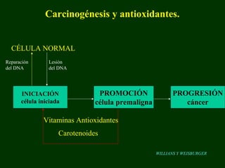 Carcinogénesis y antioxidantes.


  CÉLULA NORMAL
Reparación      Lesión
del DNA         del DNA




      INICIACIÓN                PROMOCIÓN                PROGRESIÓN
      célula iniciada          célula premaligna            cáncer

              Vitaminas Antioxidantes
                    Carotenoides

                                                   WILLIANS Y WEISBURGER
 
