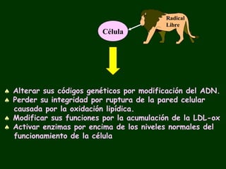 Radical
                                          Libre
                         Célula




♠ Alterar sus códigos genéticos por modificación del ADN.
♠ Perder su integridad por ruptura de la pared celular
  causada por la oxidación lipídica.
♠ Modificar sus funciones por la acumulación de la LDL-ox
♠ Activar enzimas por encima de los niveles normales del
  funcionamiento de la célula
 