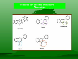 Moléculas con actividad antioxidante  Flavonoides 