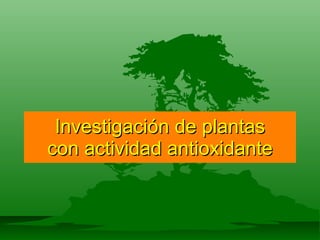 Investigación de plantas con actividad antioxidante 