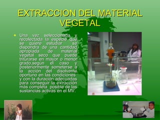 EXTRACCION DEL MATERIAL VEGETAL Una vez seleccionada y recolectada la especie que se quiere estudiar  se dispondra de una cantidad apropiada de material vegetal seco que puede triturarse en mayor o menor grado,según el caso y posteriormente someterse a la acción del disolvente oportuno en las condiciones  y con la duración adecuadas para conseguir la extracción más completa  posible de las sustancias activas en el MV. 