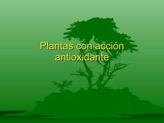 Plantas con acción antioxidante 