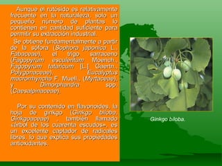 Aunque el rutósido es relativamente frecuente en la naturaleza, solo un pequeño número de plantas lo contienen en cantidad suficiente para permitir su extracción industrial. Se obtiene fundamentalmente a partir de la sófora ( Sophora japonica  L.,  Fabaceae ), el trigo sarraceno ( Fagopyrum esculentum  Moench.,  Fagopyrum tataricum  [L.] Gaertn.,  Polygonaceae ),  Eucalyptus macrorrhyncha  F. Muell., ( Myrtaceae ), y  Dimorphandra  spp. ( Caesalpinaceae ). Por su contenido en flavonoides, la hoja  de ginkgo ( Ginkgo biloba ,  Ginkgoaceae )  , también llamado «árbol de los cuarenta escudos», es un excelente captador de radicales libres, lo que explica sus propiedades antioxidantes. Ginkgo biloba. 