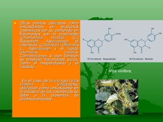 Otras plantas utilizadas como antioxidantes en productos cosméticos por su contenido en flavonoides son la manzanilla ( Chamomilla recutita  [L.] Rauschert,  Asteraceae ), la caléndula ( Calendula officinalis  L.,  Asteraceae ) y el lúpulo ( Humulus lupulus ,  Cannabaceae ), si bien también se emplean flavonoides puros, como el hesperidósido y el rutósido. En el caso de la vid roja ( Vitis vinifera  L.,  Vitaceae )su utilización como antioxidante en la industria de los cosméticos se debe a la presencia de proantocianidoles. Vitis vinifera. 